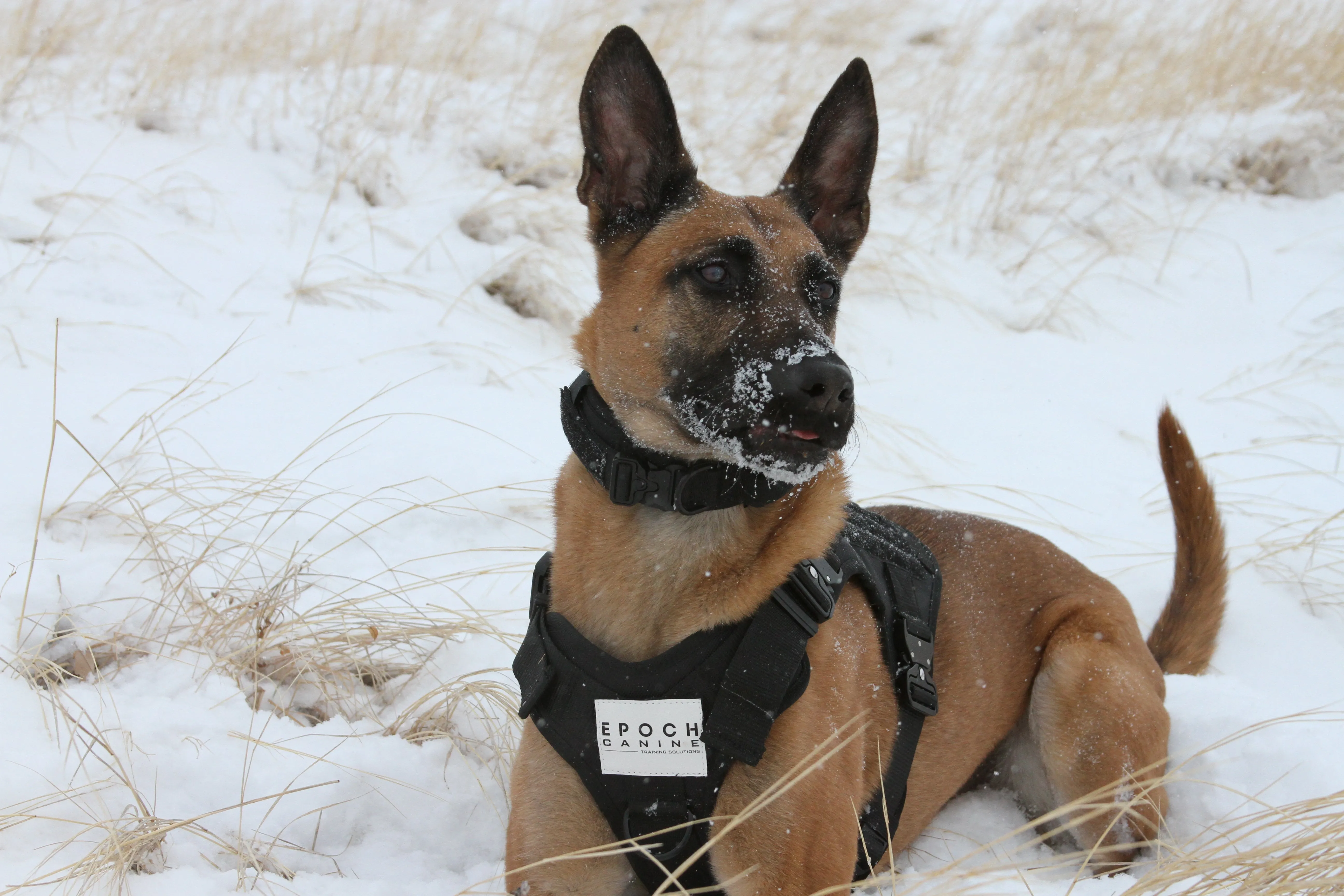 Epoch L1 Series Adventure/Tac Harness